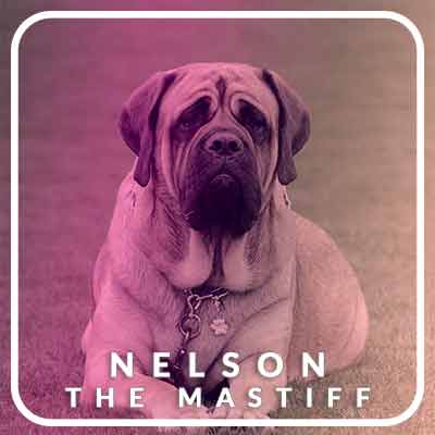 Nelson the Mastiff