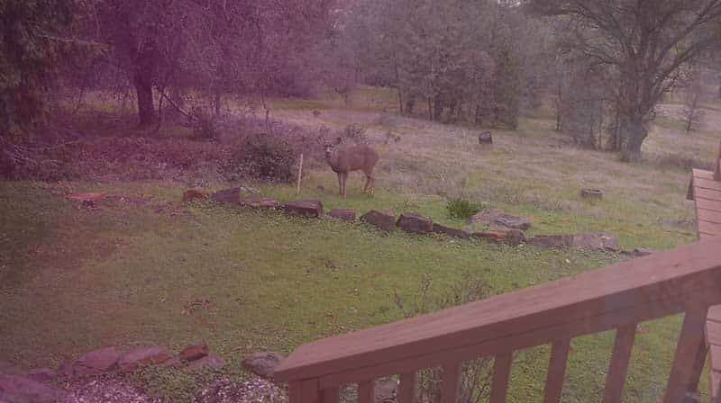 A deer in my yard.