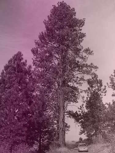 Tall Ponderosa pine, with a car sitting next to it for scale. The car looks like a miniature beside the tree. It's probably 100+ feet tall.