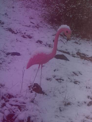My pink plastic yard flamingo has a light dusting of snow - maybe a quarter-inch.